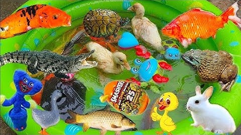 Thỏ Vlog Chơi Cùng Các Con Vật, Con Cá Sấu, Con Lươn, Con Vịt, Con Cua, Cá Cảnh