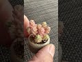 ミルキーウェイ