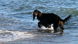 Gordon Setter Damen von der Warbelsburg#06