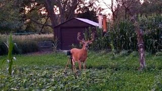 "Freak" 🦌 Deer Hunting Big Whitetail Bucks Illinois