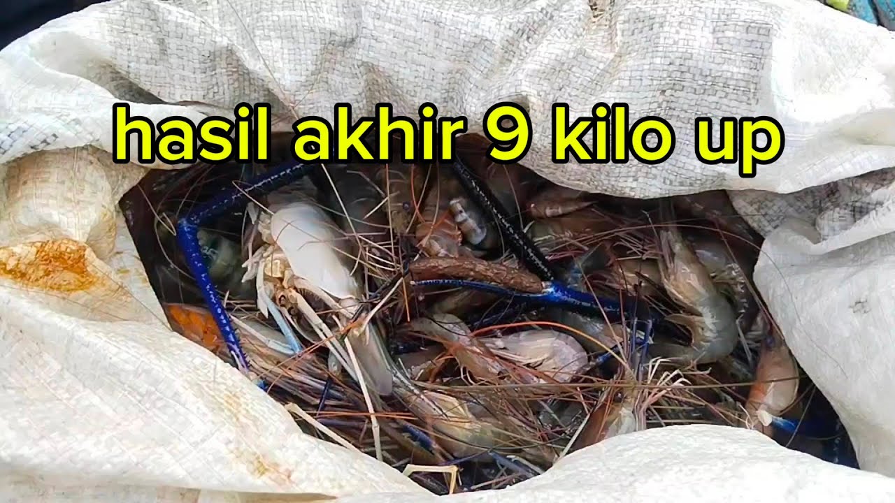 PECAH REKOR PRIBADI‼️Mancing udang galah 2 hari di sungai sejenuh bersama grub militan.