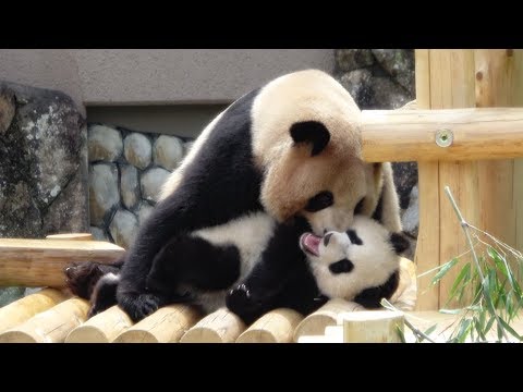 元気いっぱいにかけまわる彩浜♪ お母さんと一緒に遊んで、母親譲りのおてんばに成長♪