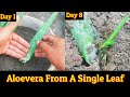 How to Grow Aloevera from a Single Leaf 100% Rooting