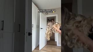 z nim nikt nie dyskutuje, tylko się oddala 🐾😎 owczarekpower, dogmomvibes, genzhumor, petisfamily