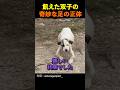 飢えた双子の奇妙な足の正体 #shorts #保護犬