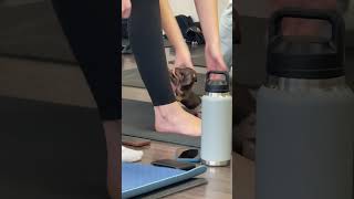Dachshund Puppy Engages with Yoga Participant