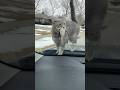 Cat Loses His Bird Because of the Car Horn😂😂😂 #catsoftiktok #cute #viral #fyp #cat