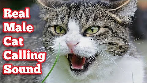 Video 1911941: cat mating sound, cat feeding, male cat sound, cat male female