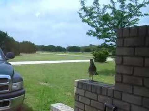 roadrunner vs reflection Part 3