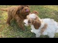 Banksia park puppies cavoodles playing in the park