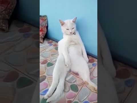 ดาว ขำมิน - เชื่อละว่าคุยกับแมวได้!!!