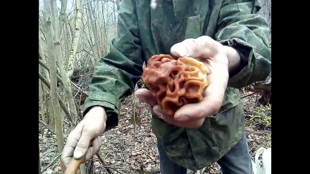 Строчки, сморчки первые весенние грибы