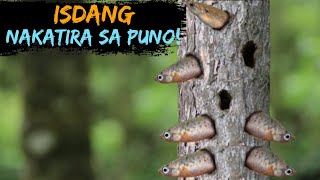 Isdang nakatira sa Loob ng Puno at hindi sa tubig!