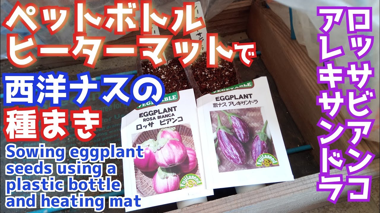 西洋ナスのペットボトルとヒーターマット使った種まき Sowing eggplant seeds using a plastic bottle and heating mat