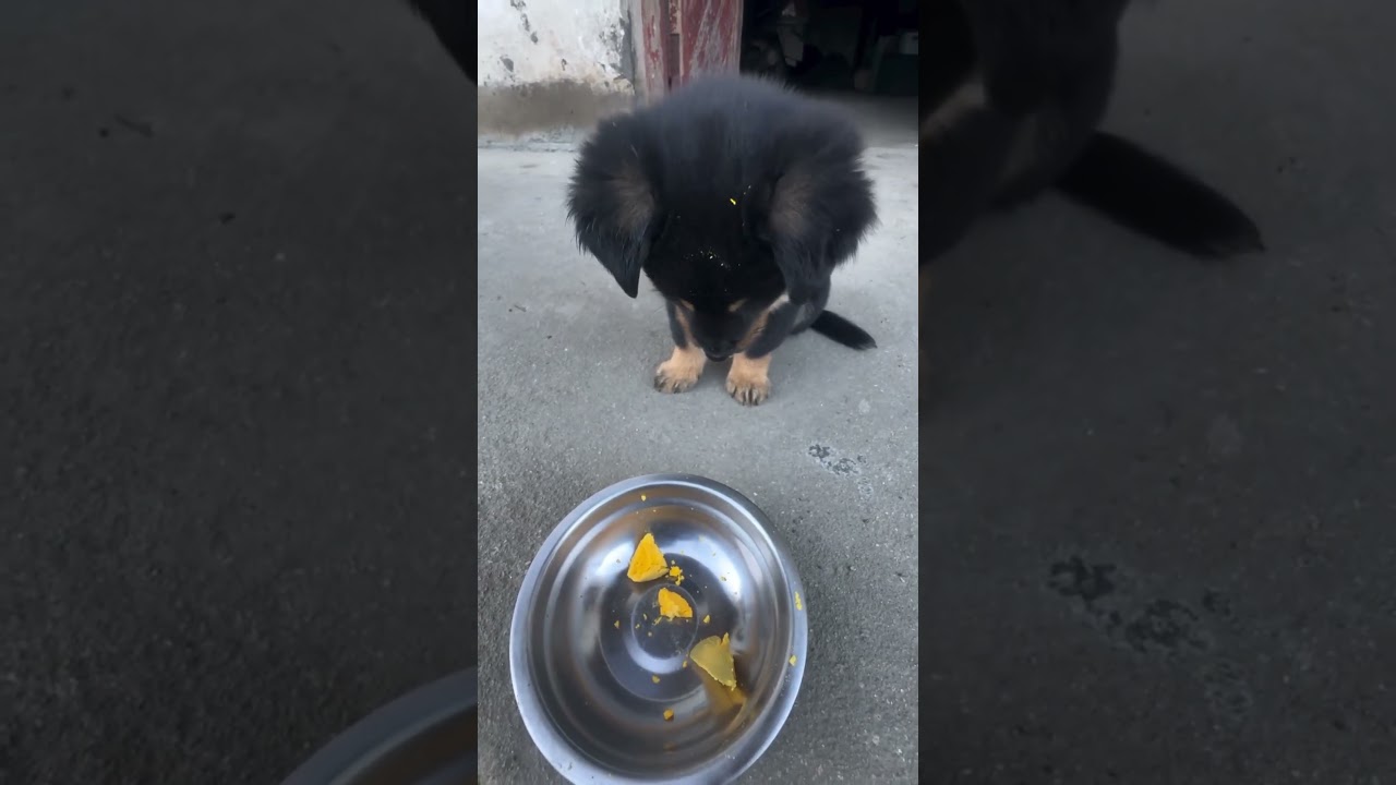 The Clever Puppy 🧠