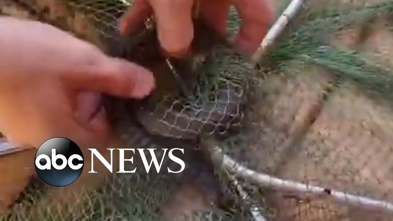 Snake catcher frees keelback snake