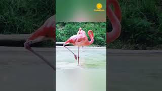 खूबसूरती ऐसी जिससे नज़र ना हटे:Flamingo bird