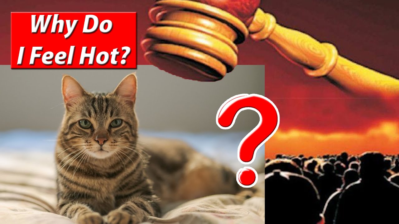 What Happens To Animals On The Day Of Judgment? (Heaven Or Hell)