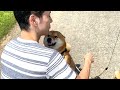 柴犬、やはり弟と再会すると嬉しさが爆発する