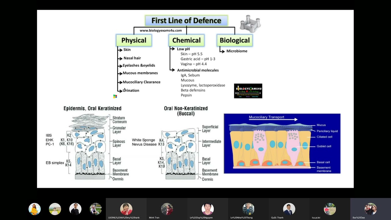 JCS 57: Human immune system overview