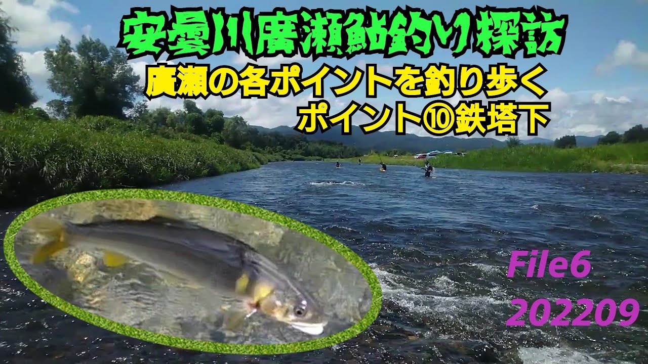 安曇川 の 鮎 釣り