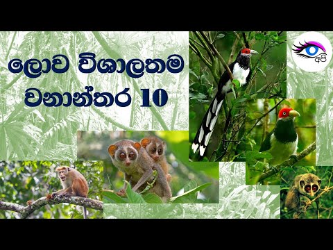 10 Largest forests in the world - ‌ලොව විශාලතම වනාන්තර 10