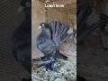 high quality black lokkha pigeon#pigeon #birds #viral #trending#fancy kabotar #kabutar#fancypigeon