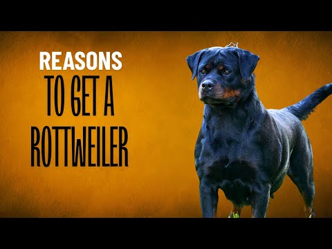 新しい犬を飼おうか迷っていますか?ロットワイラーが特におすすめな理由