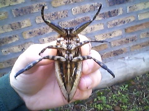 Chinche de agua (gigante)2 - YouTube