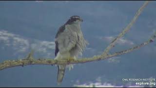 GHO Raptor Perch, explore.org, January 30, 2021