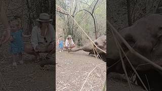 Your visit helps protect and sustain ethical elephant care, supporting a model of tourism