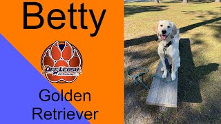 Jacksonville N.C. Dog Trainers - Betty the Golden Girl