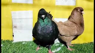 Bolder size king bredding pair for sell only 5k ! pigeon lover Bihar सहरसा मधेपुरा सुपौल 7250797613