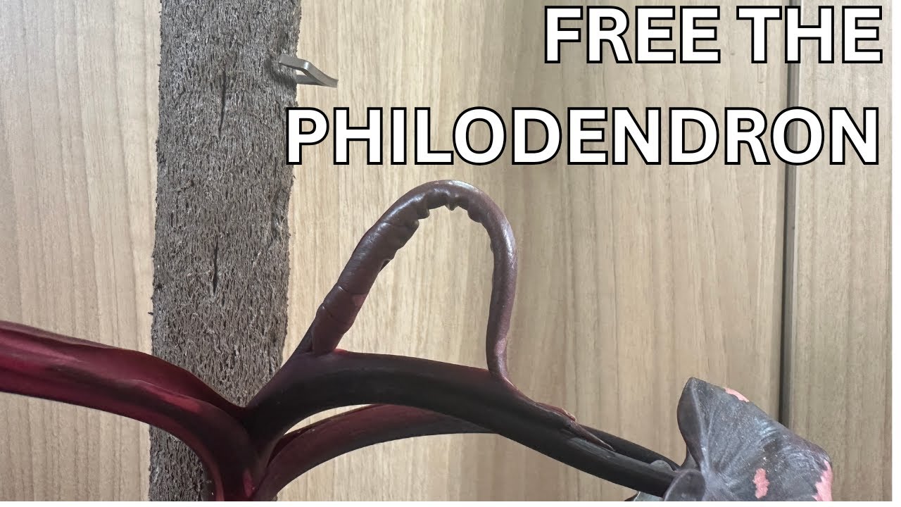 How to Fix Stuck Philodendron Leaves (Easy Plant Care Tip!)