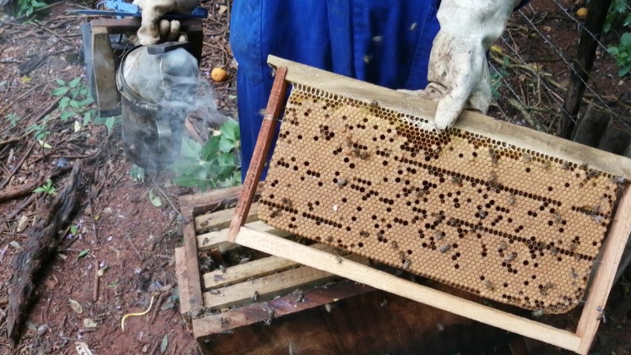 Fortaleciendo una colmena pobre