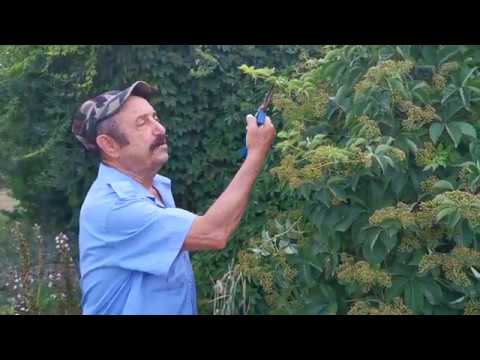 Facendo il barbiere con Robert Micciu di aiutante....