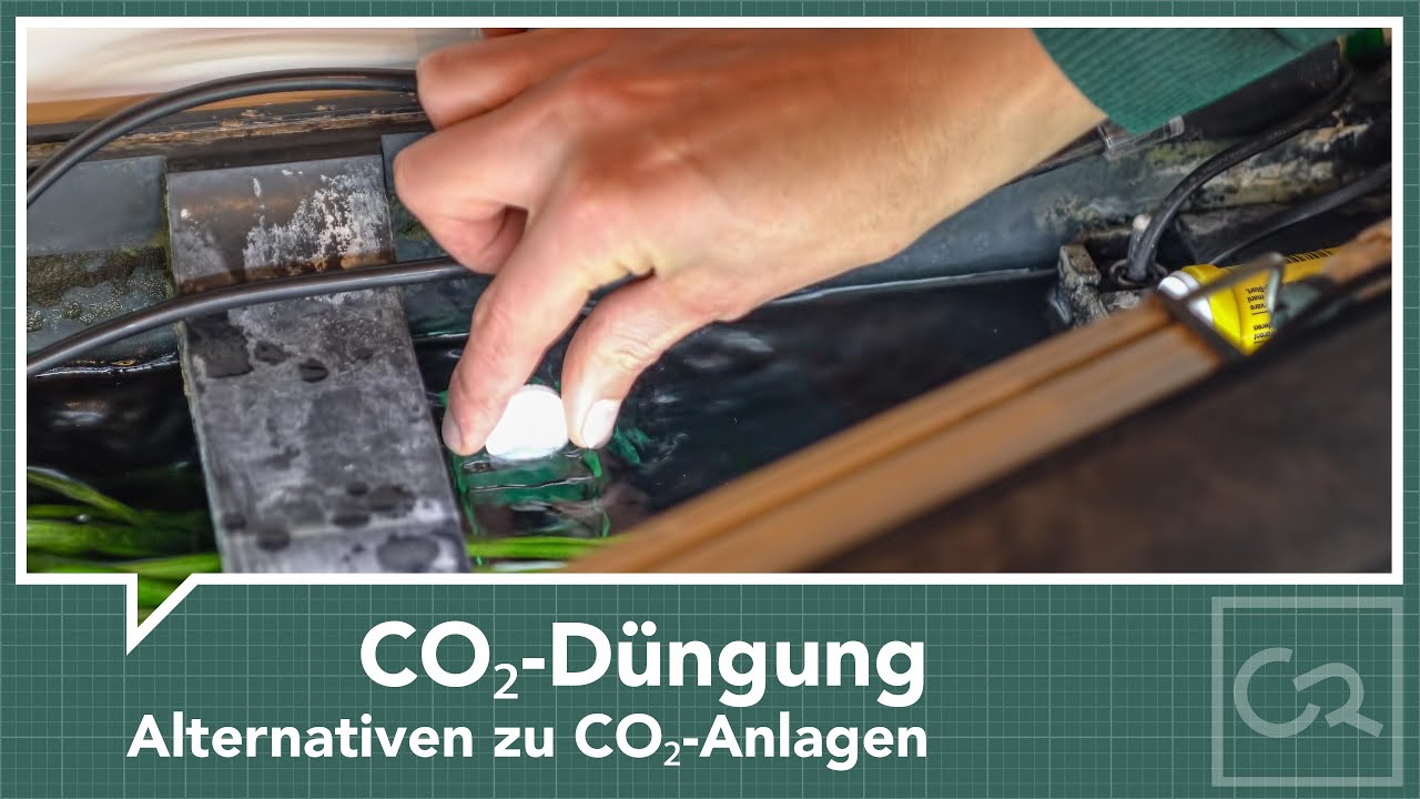 CO₂-Düngung im Aquarium – Alternativen zu CO₂-Anlagen