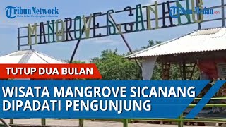 Wisata Mangrove Sicanang Padat Pengunjung Melonjak Hingga 50 Persen Setelah Tutup Dua Bulan
