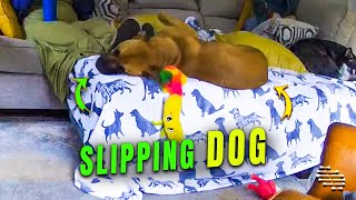 Dog Falling Off Couch and Landing on a Squeaky Toy
