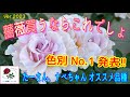 ver.2023初心者様必見🌹【薔薇買うならこれでしょ】たーさん、ナベちゃんオススメ品種バシっと紹介します😊🐻
