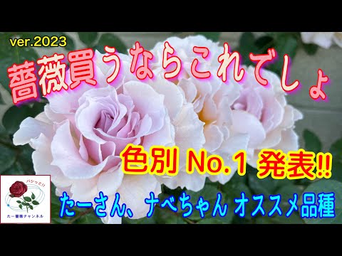 ver.2023初心者様必見🌹【薔薇買うならこれでしょ】たーさん、ナベ