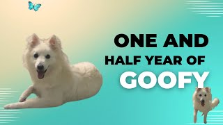 18 Months of Goofy: A Pomeranians Journey