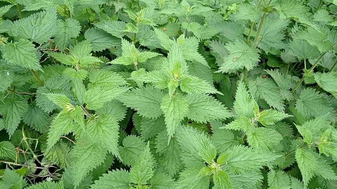Stinging Nettle for Prostate Health? Watch This Before You Ignore It!