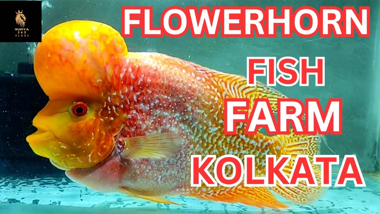 "Exploring the Spectacular Flowerhorn Fish Farm in Kolkata"/kolkata