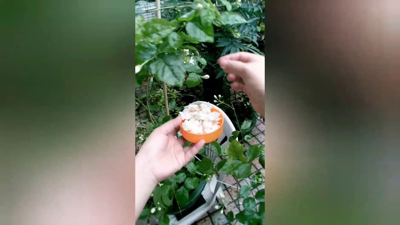 #sampaguita flower #plant 