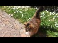 Beautiful Maine Coon in the grass full of daisies.