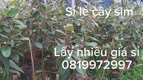 Sỉ lẻ cây giống sim rừng cao trên 50cm cho quý bà con ưu thích cây sim