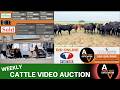 APACHE VIDEO AUCTION | Stockman Oklahoma Wednesday Cattle Video Sale | 4.29.26
