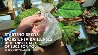 Starting (and chasing) Seeds: Dorstenia bahiensis - Sucs for You!