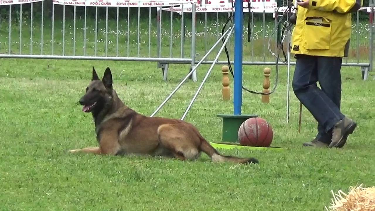 Chuck vom Gailtal FMBB 2016 Mondioring Cat. 1